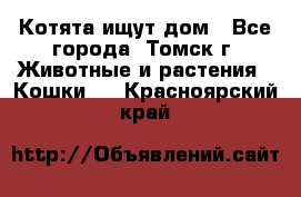 Котята ищут дом - Все города, Томск г. Животные и растения » Кошки   . Красноярский край